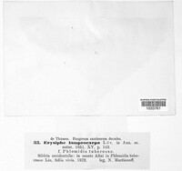 Erysiphe lamprocarpa image